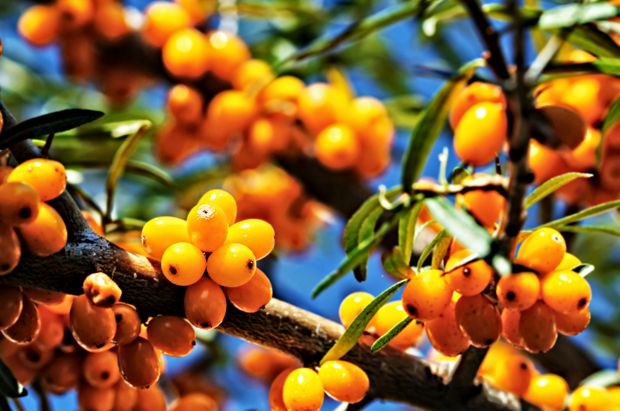 Hippophae Rhamnoides Extract sea buckthorn vitamin tree