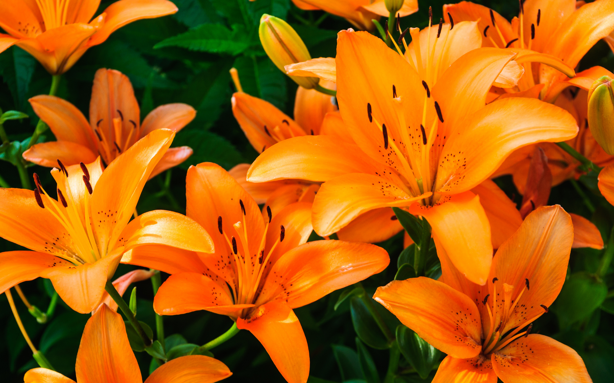 Lilium Tigrinum Extract