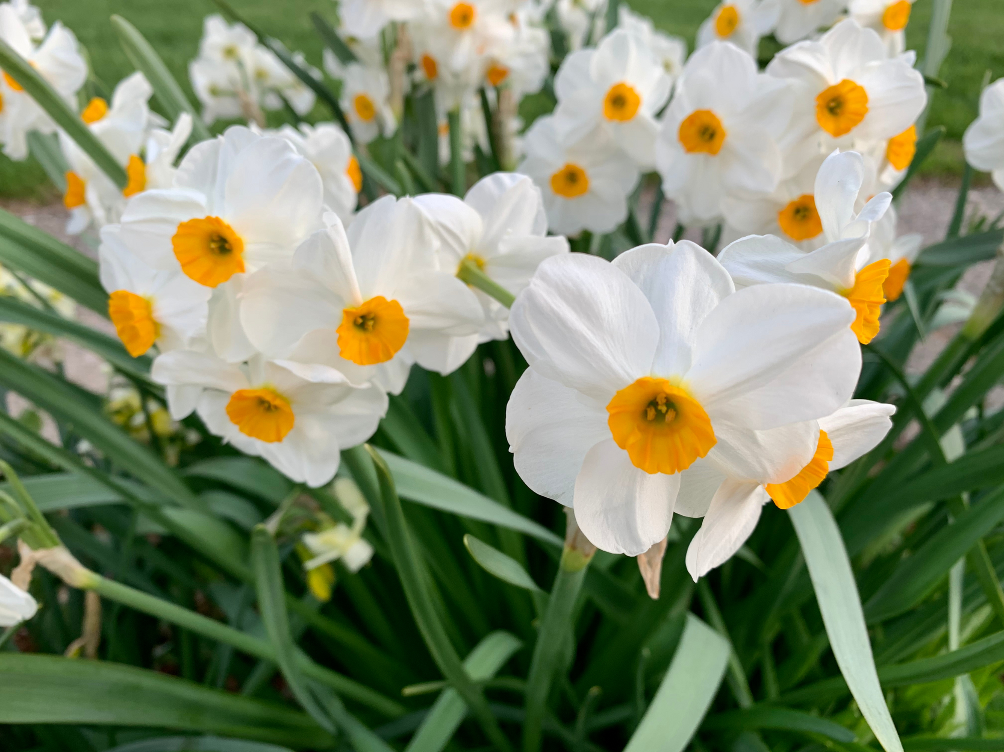 Narcissus Tazetta Extract Bunch-flowered daffodil