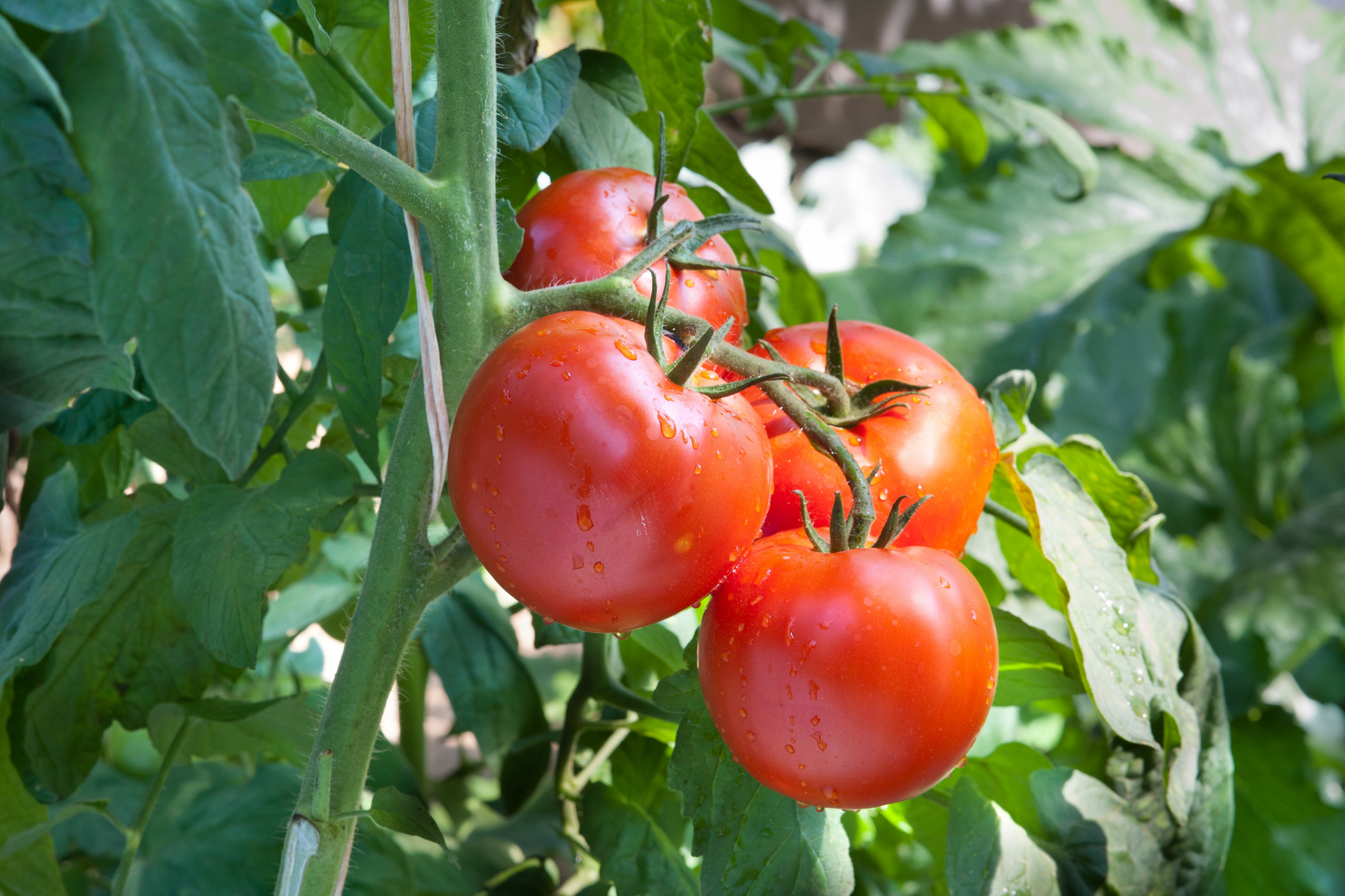 Solanum Lycopersicum (Tomato) Fruit Extract